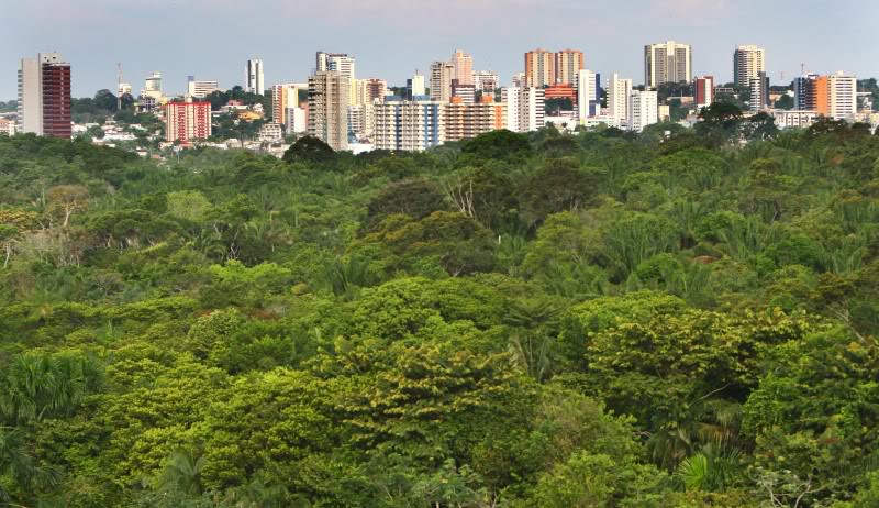 Antigo Código Florestal Deve Ser Respeitado Também Em áreas Urbanas